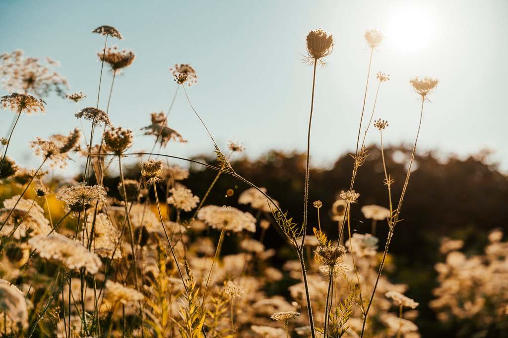 chamomile tincture naturopath herblas