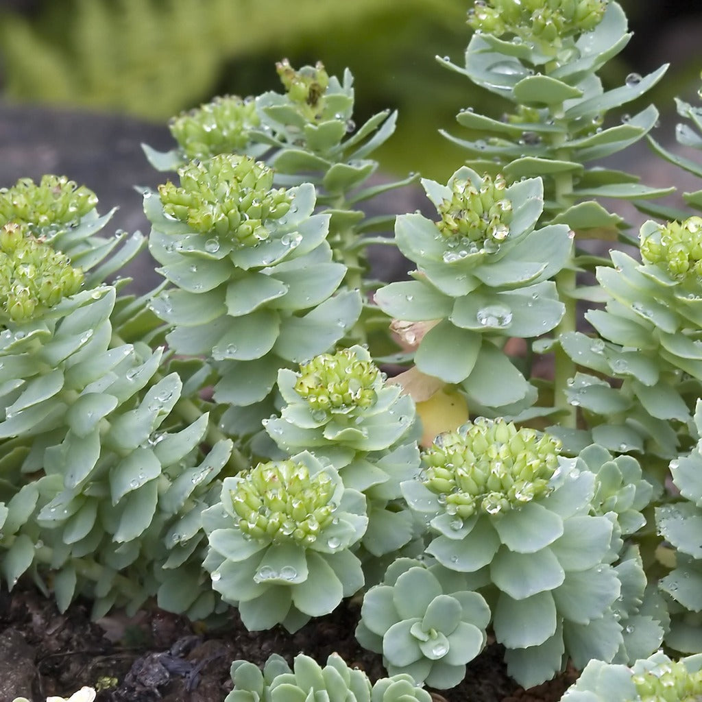 rhodiola tincture naturopath herbals