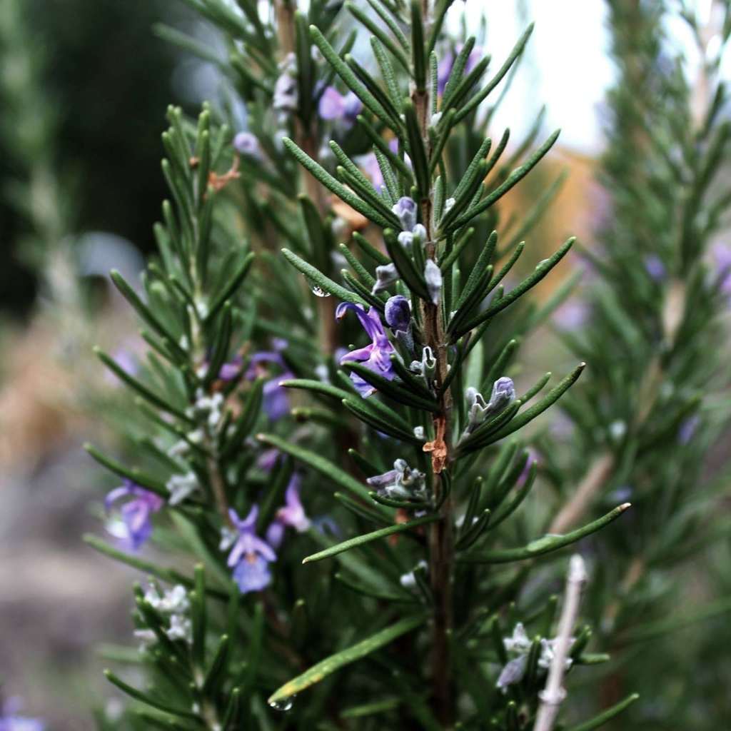 rosemary tincture naturopath herbsla