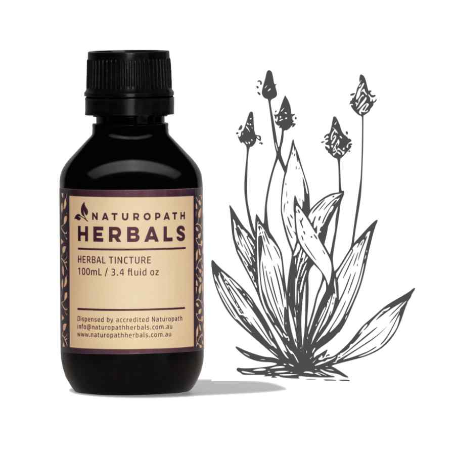 Ribwort liquid extract tincture