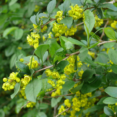 Barberry Benefits | Digestive Health & Liver Function