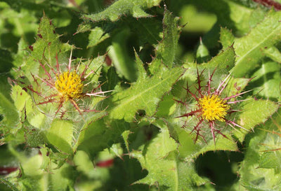Blessed Thistle Benefits | Digestive Health & Breastfeeding