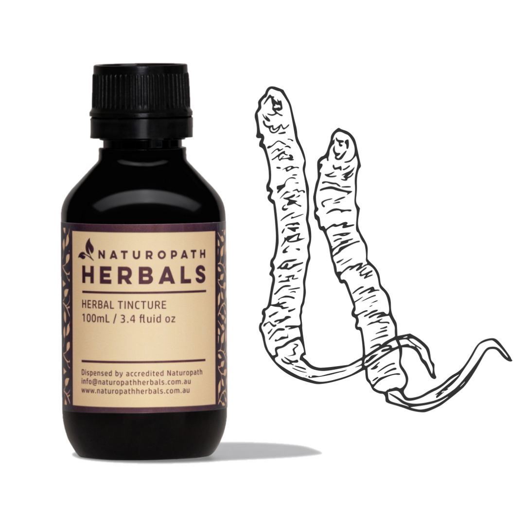 CORDYCEPS Liquid Extract Tincture