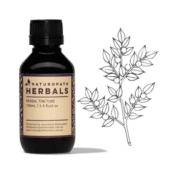 butchers broom liquid extract tincture