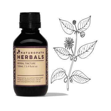 Cats claw liquid extract tincture