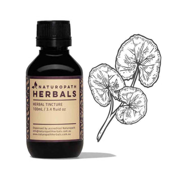 Gotu kola liquid extract tincture