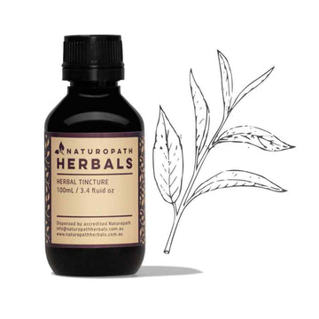 Green tea liquid extract tincture